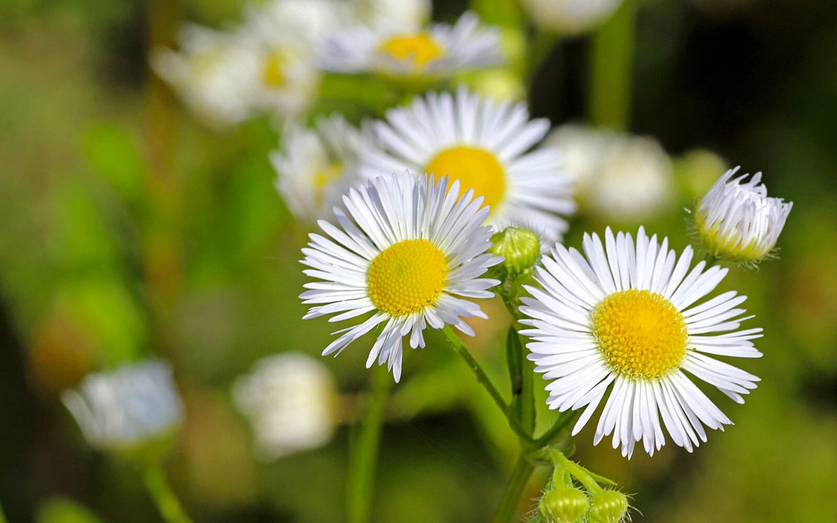 暦生活 こよみせいかつ ハルジオンとヒメジョオンの見分け方 キク科植物ですので 細い花びらのように見えるものが 舌状花 黄色い中心部は筒状花の集まりです この舌状花の幅が1 以下で ほとんど糸のようだったらハルジオン 1 5 ほどあれば