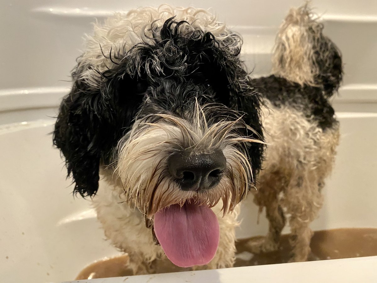 PSD_Stella's tweet photo. It’s hard being upset at me when I look this happy! 😉
Don’t worry I’m all cleaned up for #EmployeeWellness Friday @RNC_PoliceNL! #GotCaughtInTheRain #FoundSomeMud #GotTheZoomies #MentalHealth
🐾Stella https://t.co/5pAiFQouDM