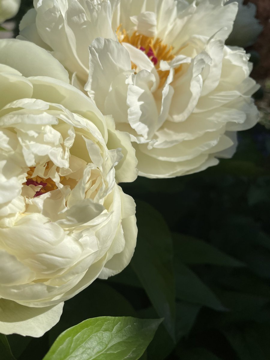 Дарья Табарданова tweet media