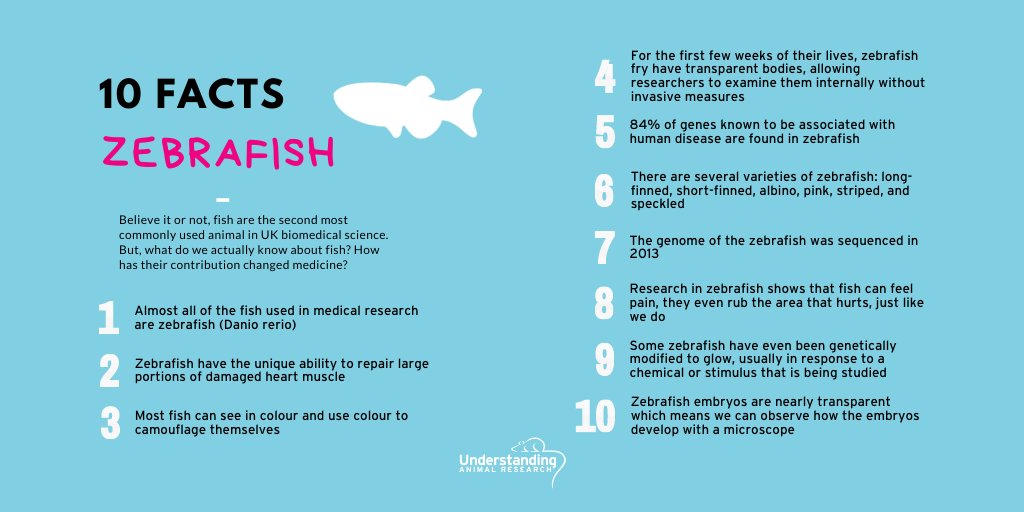 Understanding Animal Research on Twitter "10 Facts about Zebrafish 🐟