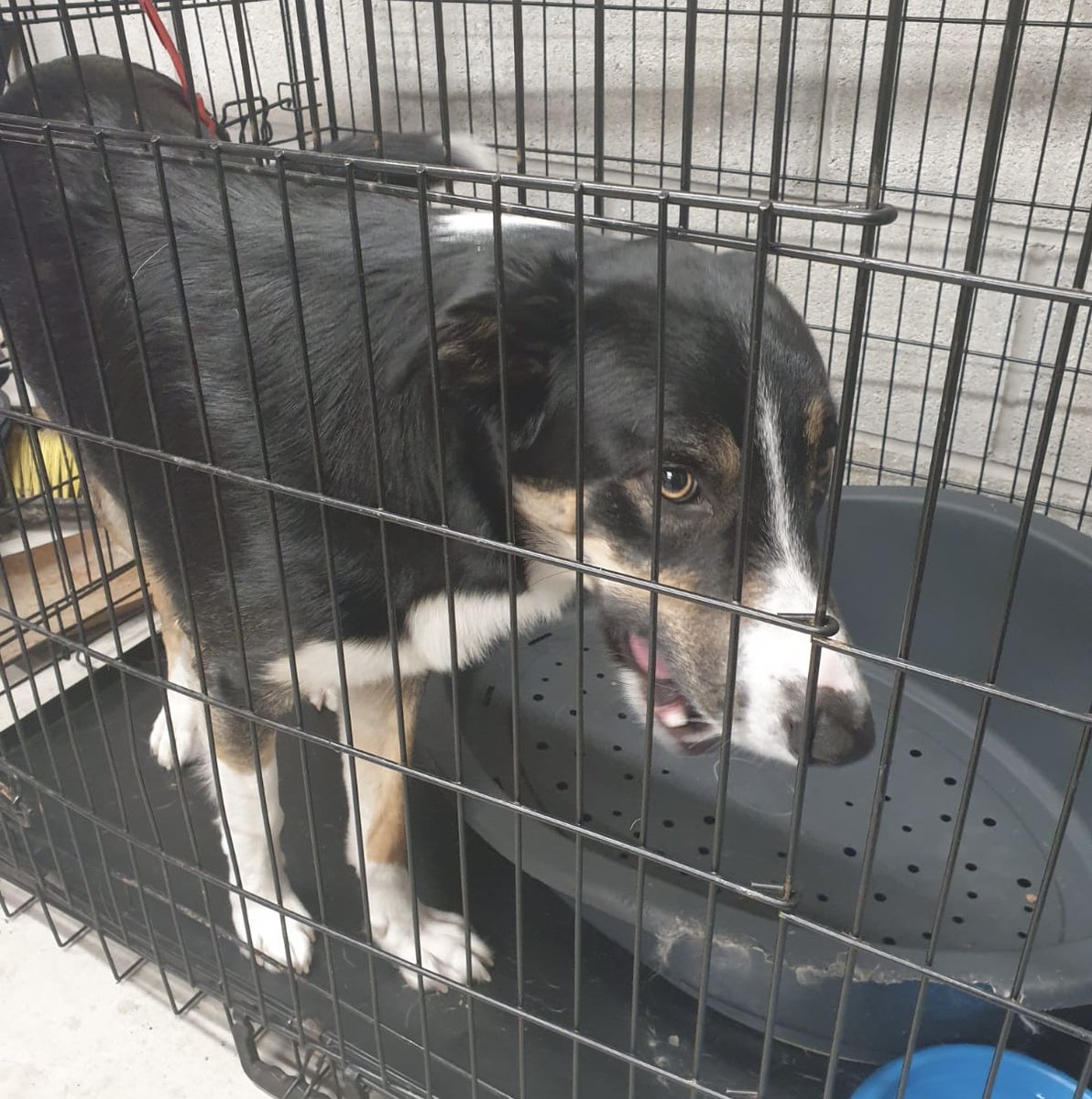 PSOSAbershire's tweet photo. We are looking for your help to try and identify this boisterous lad found on Longate #Peterhead this morning. Yes, we’ve checked for a chip but it is not registering. Please share and let’s find the owner. Thanks in advance #KeepingDogsSafeToo https://t.co/tRSNRlOOYt