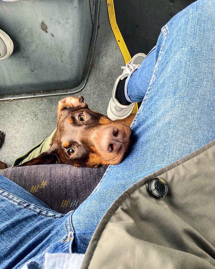 dogsofantwerpen's tweet photo. Hey @delijn, I bet you havenβt seen a cuter traveler than Hazel! πΆπ https://t.co/jqZ2AK7w9J
#dog #dogsoftwitter #dogsofinstagram #dogsofantwerpen https://t.co/4KeGKGajok