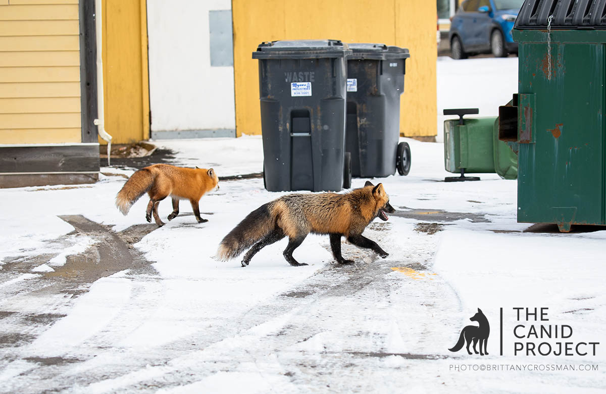 BlackFoxesUK's tweet photo. #TheCanidProject Keeping Wildlife Wild https://t.co/1MJZdoj7I9 https://t.co/72IqDf15jw