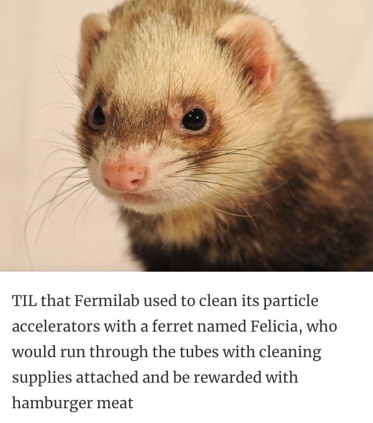 hannahrosewoods's tweet photo. Ferrets, the unsung heroes of particle physics https://t.co/lcOqQy3uwP