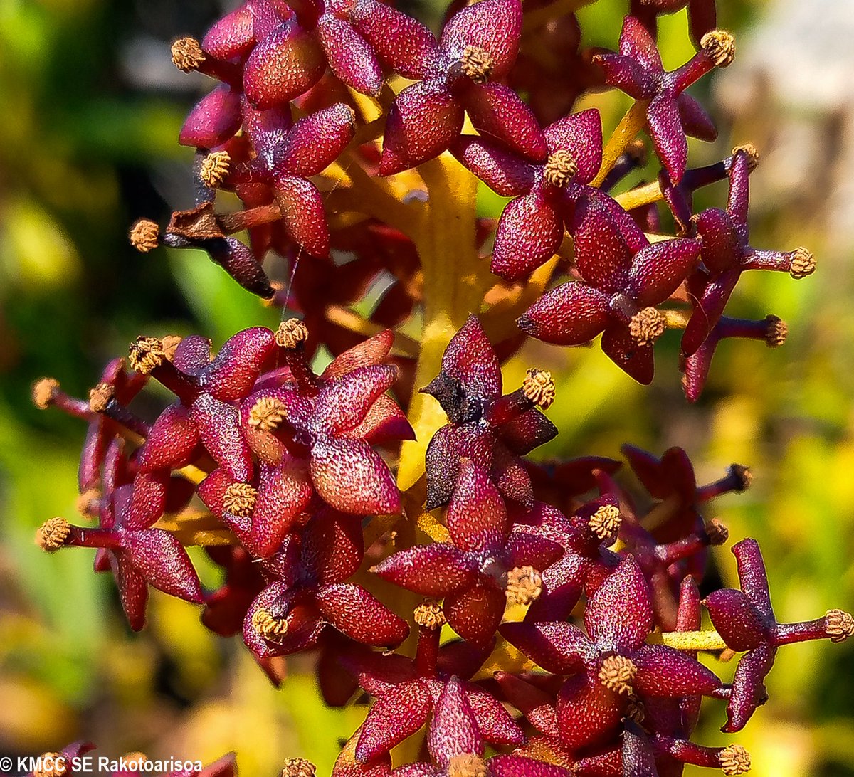 Solofo Rakotoarisoa tweet media