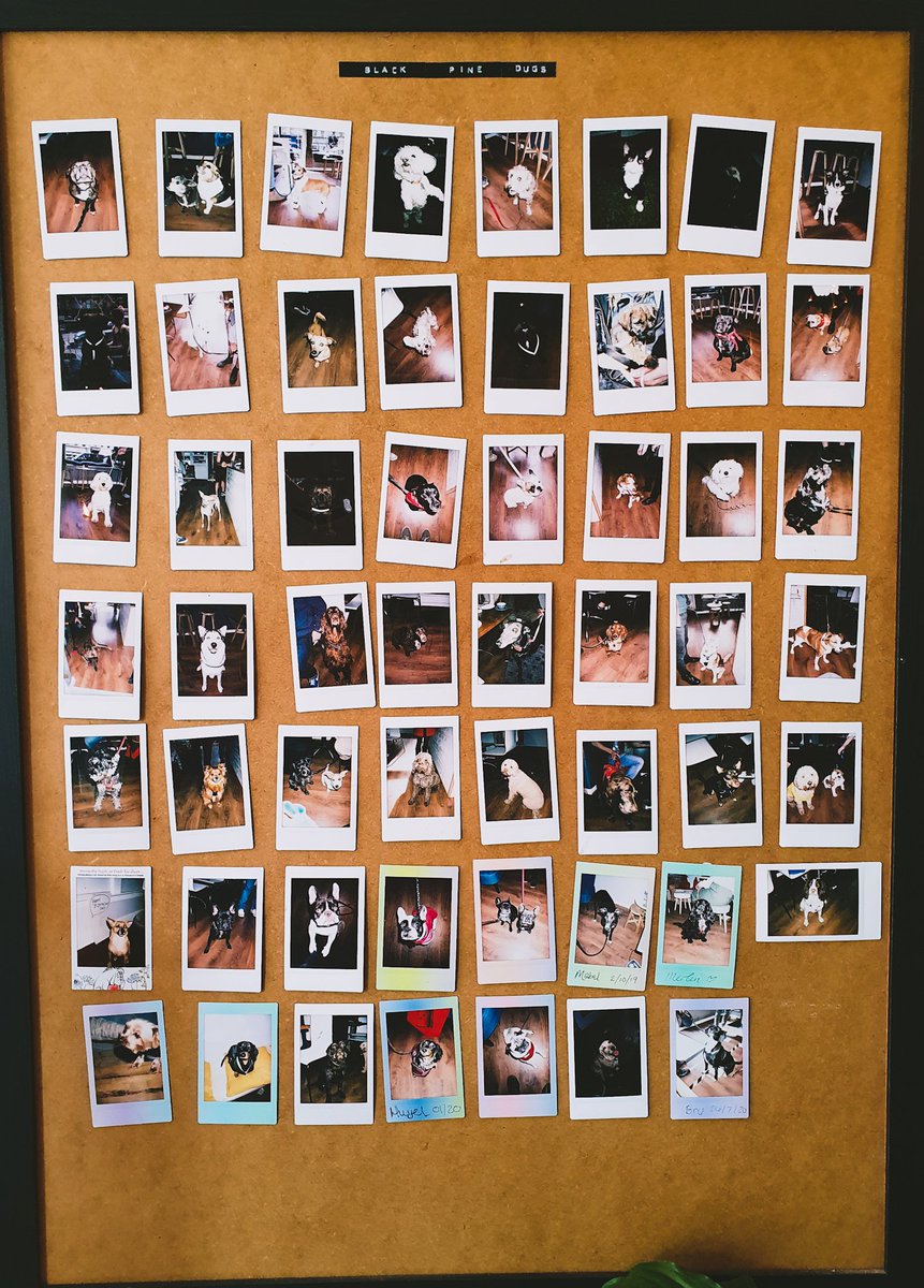 DCOUG's tweet photo. Doggies 😍 @blackpinecoffee https://t.co/6xbwQtgJvg