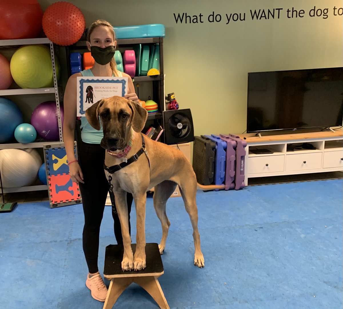 brooksidepet's tweet image. Birdie is the classic gentle giant Great Dane. Such a sweet girl, congrats on finishing Begining Manners!