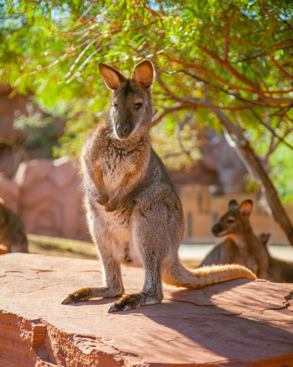 livingdesert's tweet photo. #DidYouKnow The Bennett’s wallaby is a member of the macropod family. Macropod means “large foot” and refers to a family of marsupials including kangaroos and pademelons native to Australia. #OhMyWhatBigFeetYouHave #FunFactFriday
#AustralianAdventures #TheLivingDesert https://t.co/yax2Wo1Ngl