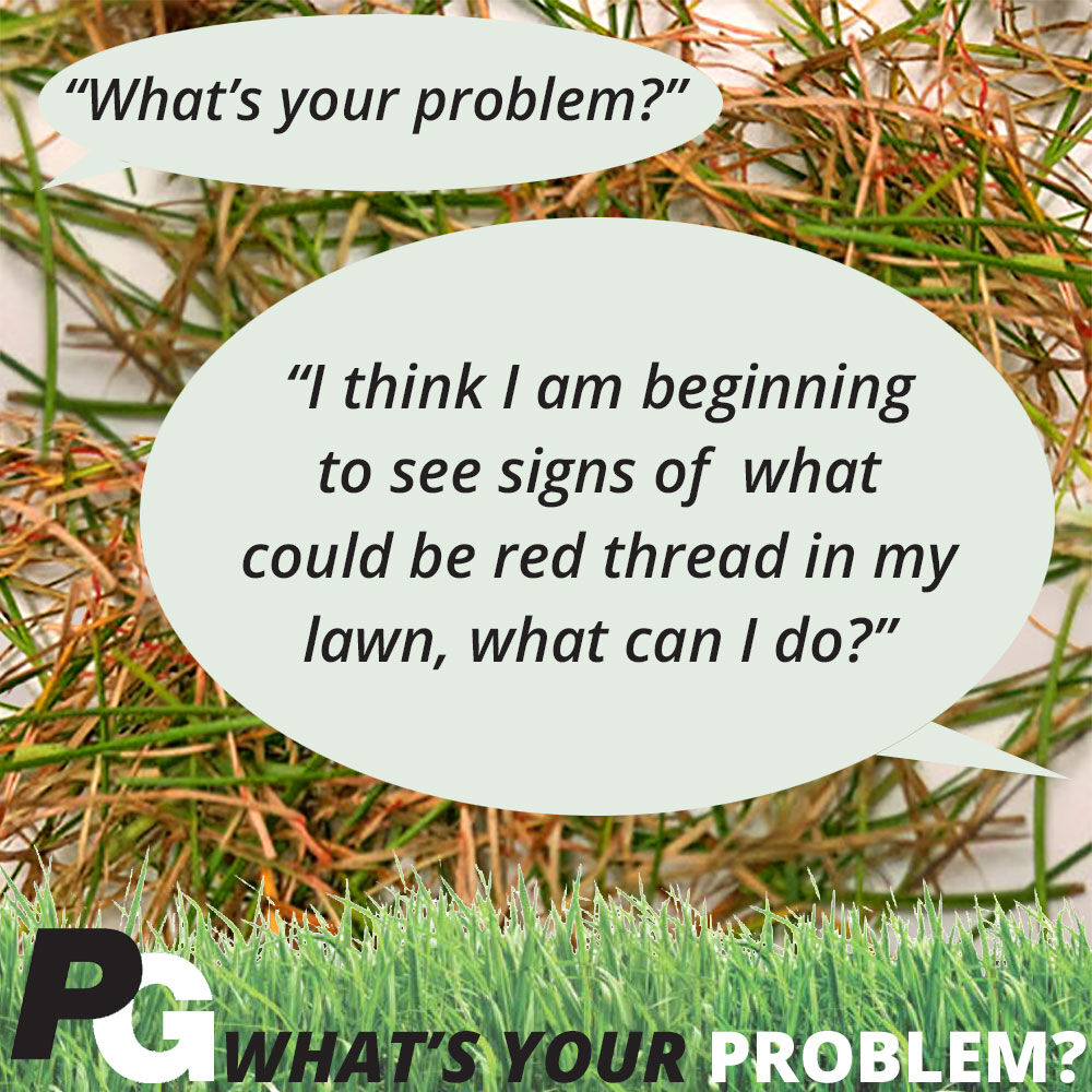 We’ve had a number of calls from people enquiring if they’ve got #redthread in their #lawns If you’d like to find out what red thread is, the treatment options available and how to overcome this problem, take a look at our dedicated By Problem page bit.ly/3fQcjMc