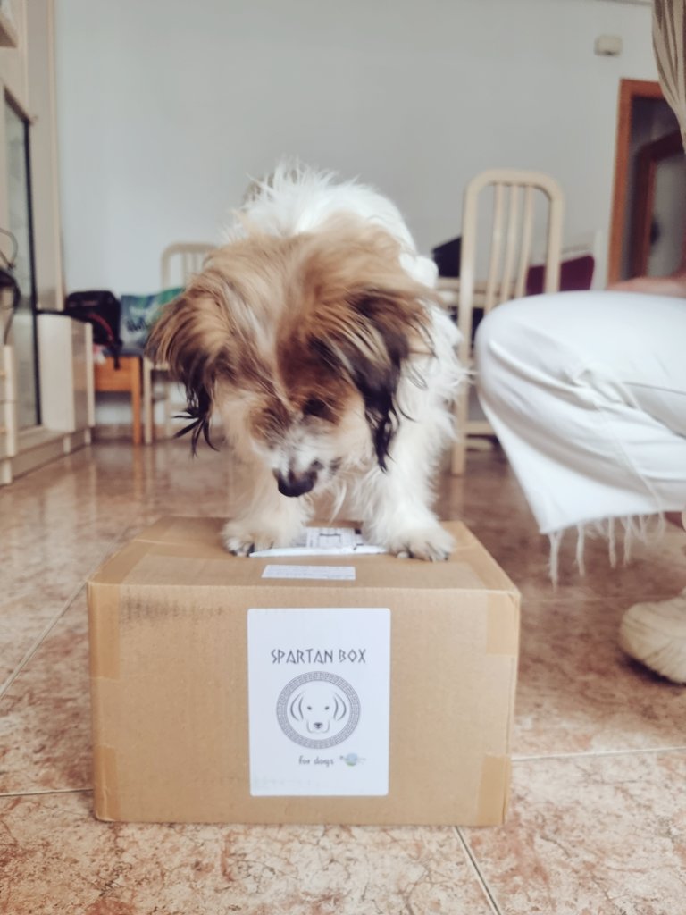 actopaulson's tweet photo. Muchísimas gracias a @LaMadrigueraGa por esta maravilla de #SpartanBox que tiene a Daga 🐶 babeando mientras grita "¡guau,guau,guau!" 🙌 Nuestra espartana peluda va a recordar su primer cumpleaños en familia siempre 🥳

Ahora hay una guerrera más en el ejército de @HelanyaH 🐶🙌 https://t.co/BUKsKSrYsm