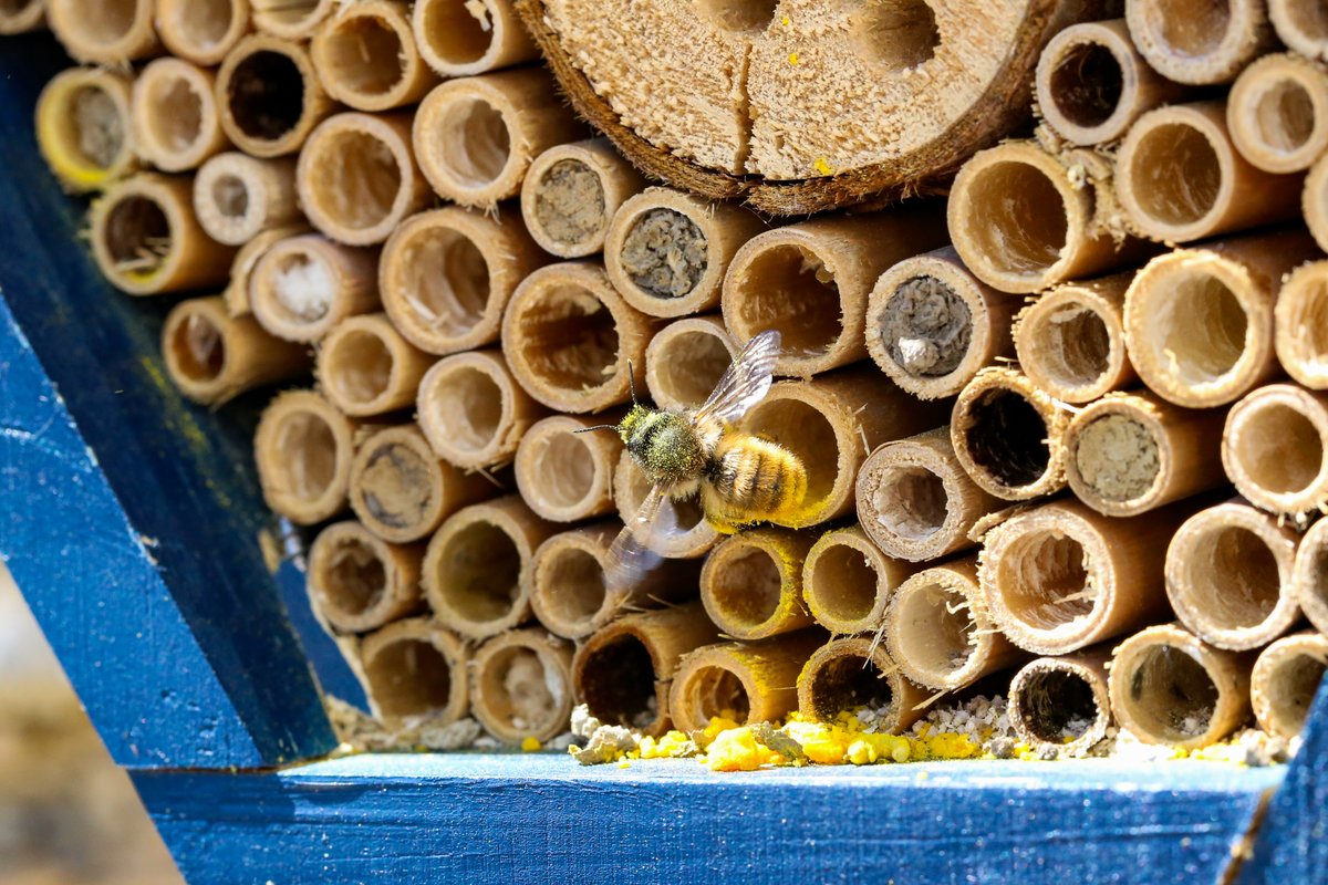NigelNott's tweet photo. Mason bee REMOVING pollen and ejecting larva from nesting tube, before reversing back in.  
A cuckoo bee maybe, or perhaps ejecting a parasitic larva from her own nest tube? 27 May 2021
#Springwatch https://t.co/DCa9WrmMJh