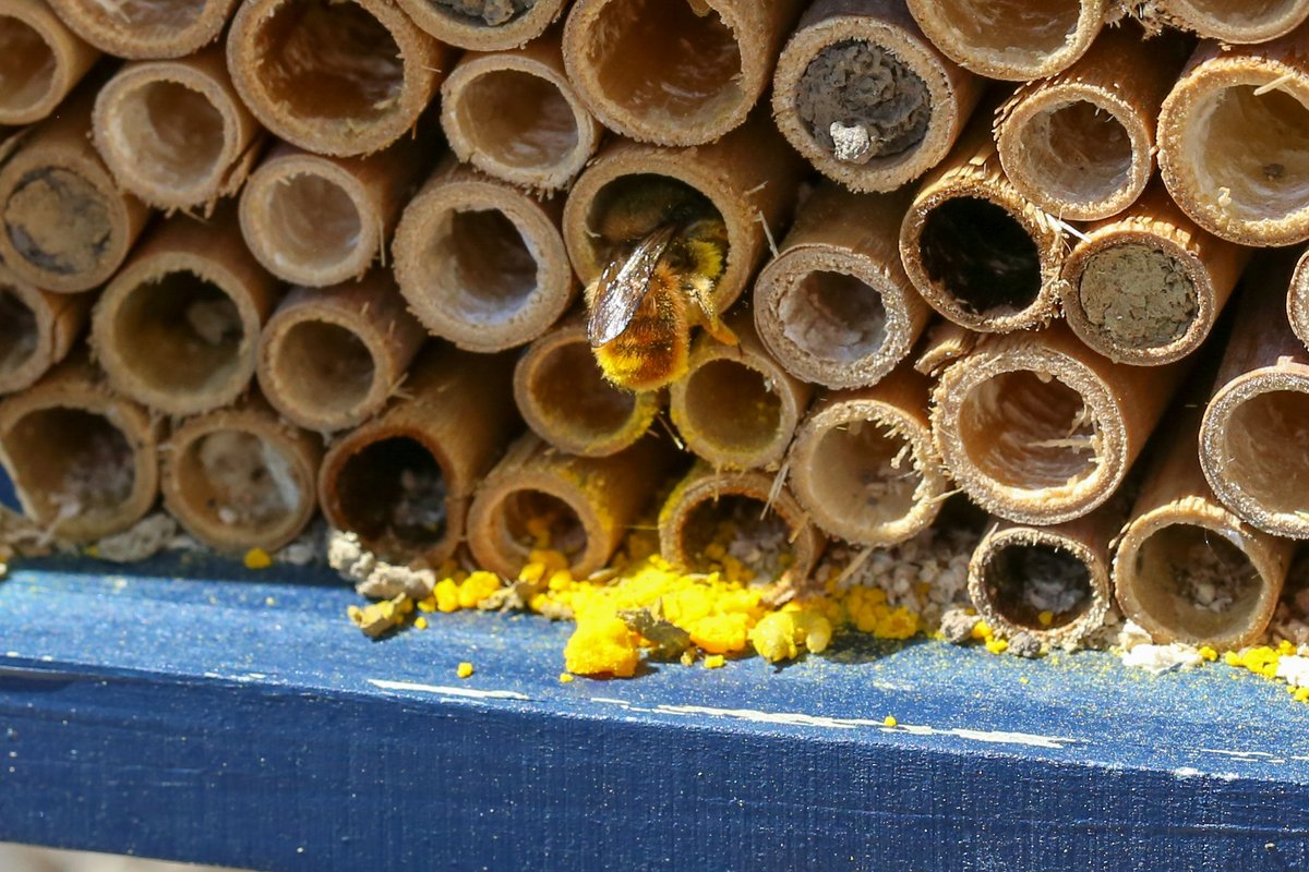 NigelNott's tweet photo. Mason bee REMOVING pollen and ejecting larva from nesting tube, before reversing back in.  
A cuckoo bee maybe, or perhaps ejecting a parasitic larva from her own nest tube? 27 May 2021
#Springwatch https://t.co/DCa9WrmMJh