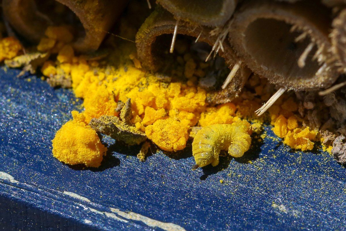 NigelNott's tweet photo. Mason bee REMOVING pollen and ejecting larva from nesting tube, before reversing back in.  
A cuckoo bee maybe, or perhaps ejecting a parasitic larva from her own nest tube? 27 May 2021
#Springwatch https://t.co/DCa9WrmMJh