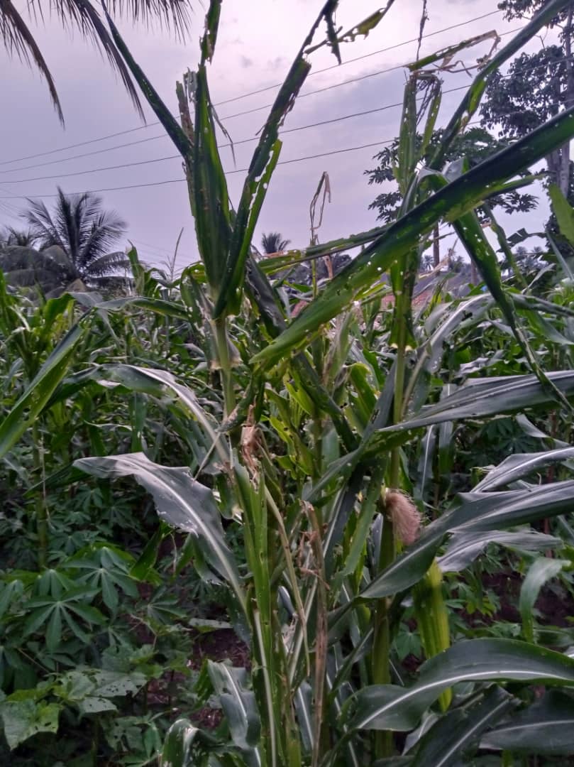 FarmsupportN's tweet photo. Army worm infestation in eastern Nigeria. Farmers are advised to call in trained entomologist or plant pathologist for control and prevention. https://t.co/YInXoN7djC