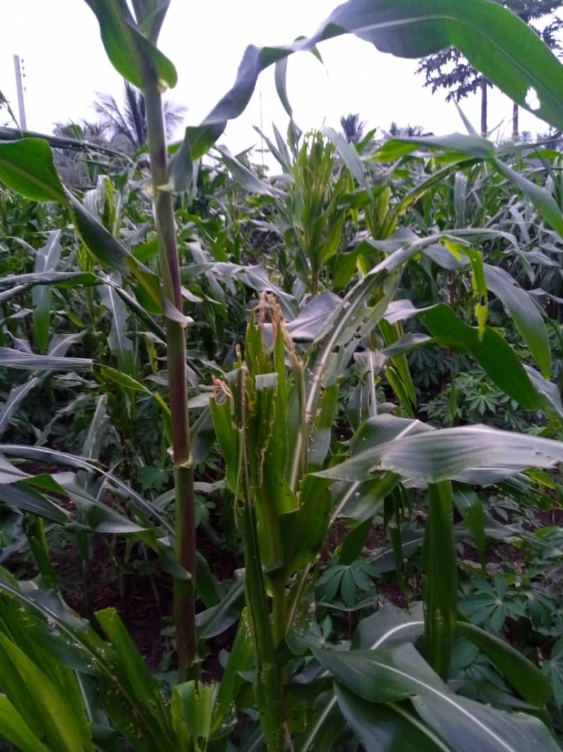 FarmsupportN's tweet photo. Army worm infestation in eastern Nigeria. Farmers are advised to call in trained entomologist or plant pathologist for control and prevention. https://t.co/YInXoN7djC