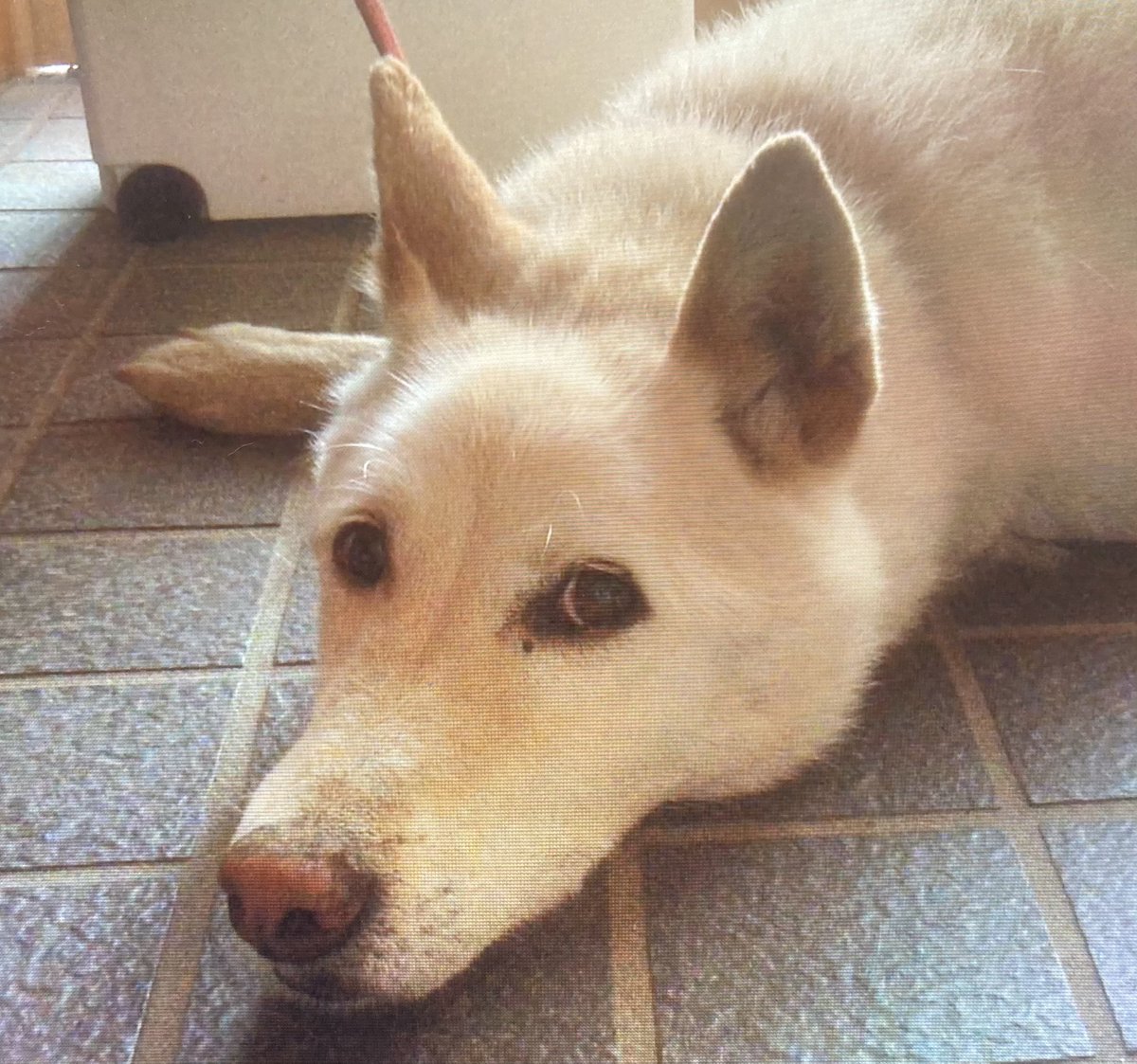 コニきゅん ネバーエンディングストーリー懐かしい 笑 ウチの犬見てるとなぜかファルコン思い出してた記憶が 全然違うけど コニきゅん ネバーエンディングストーリー懐かしい 笑 ウチの犬見てるとなぜかファルコン思い出してた記憶が 全然違うけど