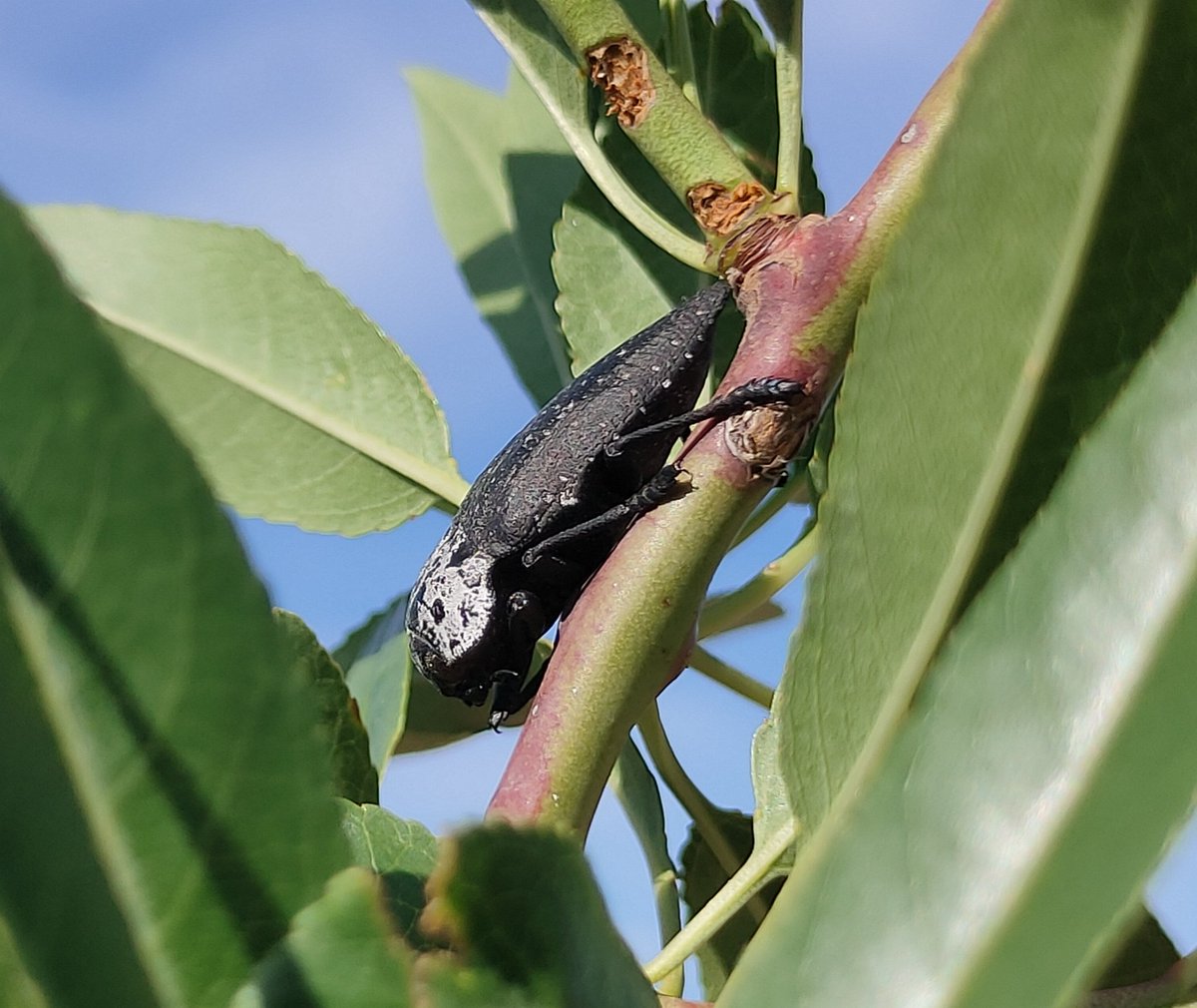 redfaragon's tweet photo. A este amigo le gustan los días cálidos y soleados. Es el #GusanoCabezudo #Capnodis tenebrionis. Aunque trate de disimular, el ha sido el que ha roído el brote en este #almendro. Sin embargo los daños importantes los producen sus larvas en las raíces. #GIP #Insects #almond #ATRIA https://t.co/WjukFWZNJy