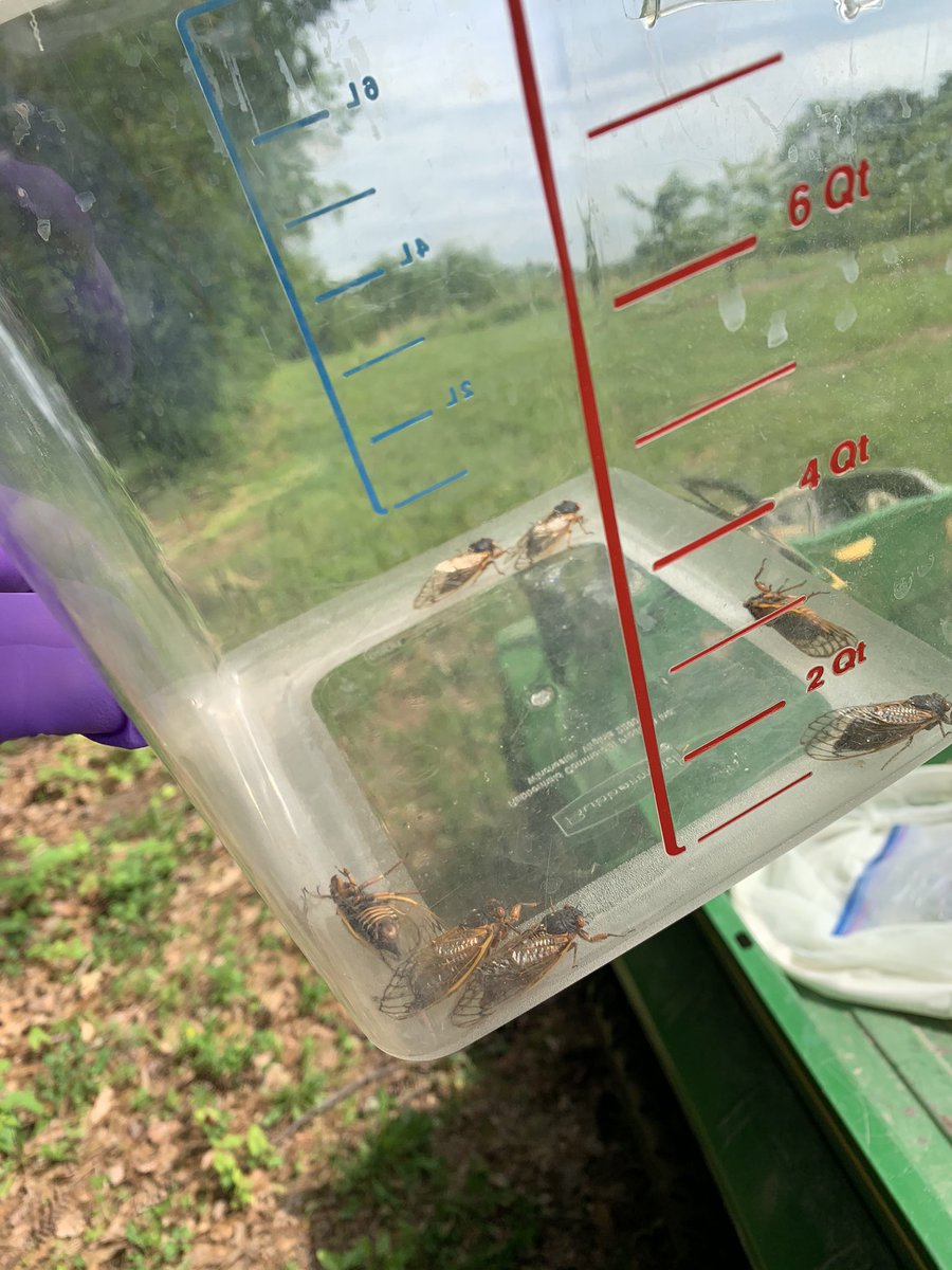 _zobbs's tweet photo. @eeeeikuob4j Catching cicadas at work so my boss can cook and eat them, wish I was joking. https://t.co/2J41ntGtM6