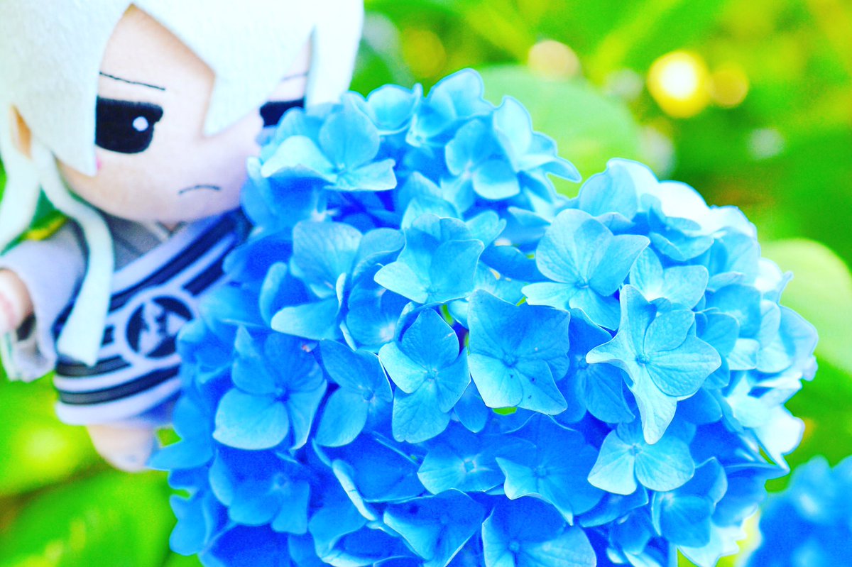 ほづみの على تويتر 早く紫陽花咲かないかな 写真は昨年の