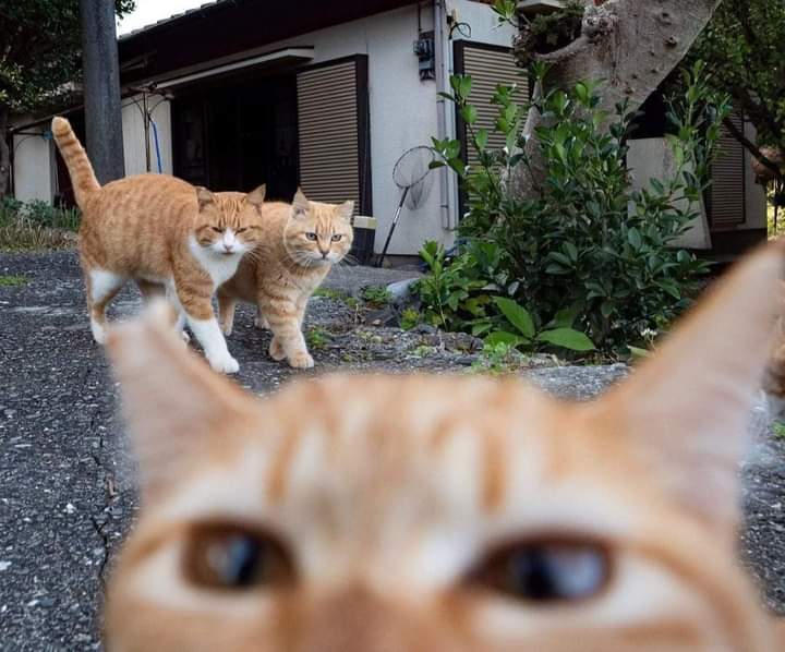 Ambik bukti dulu.. Ada meow tak jaga jarak...