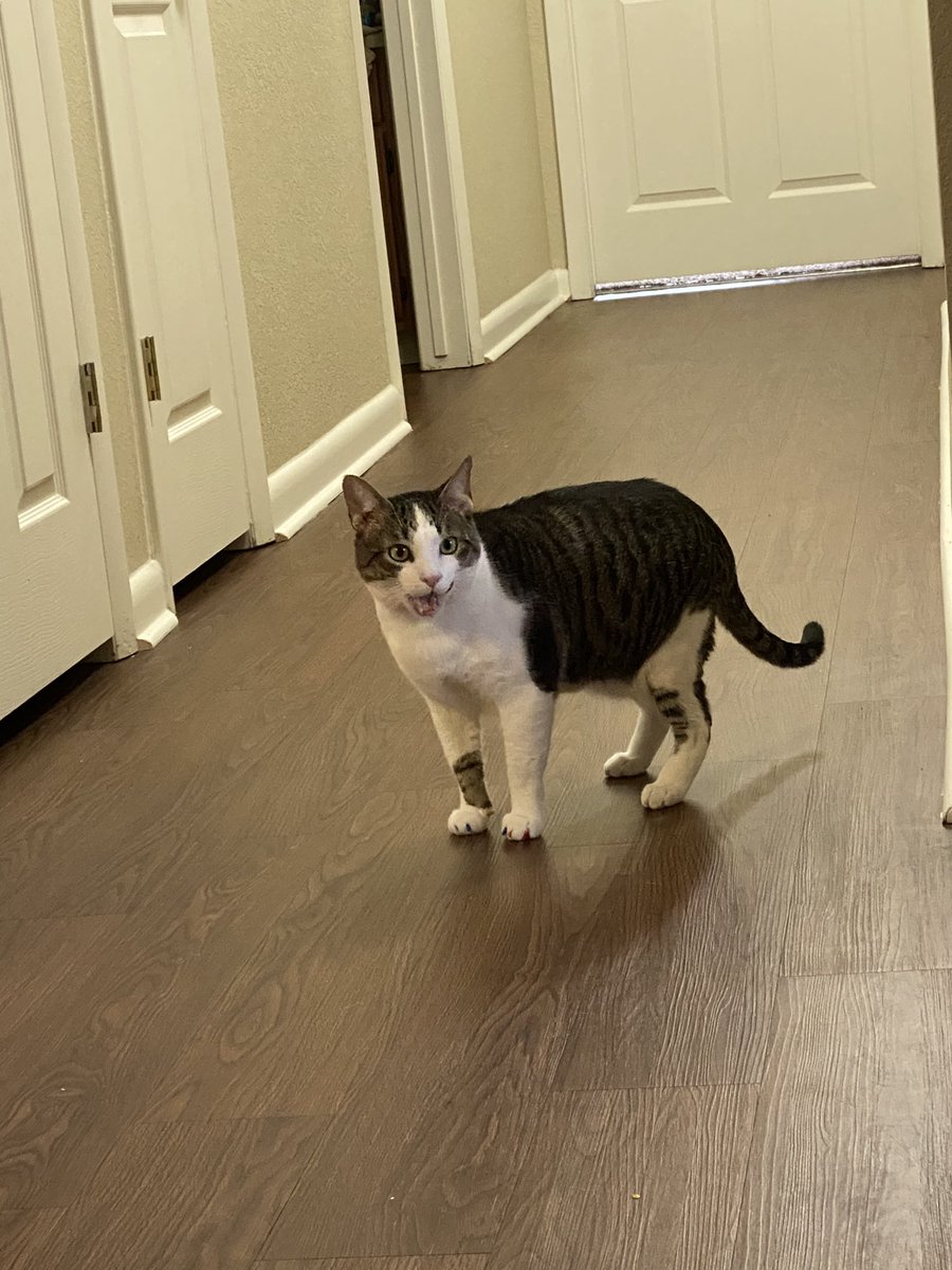 the hallway is my kingdom where i run up and down, chasing something that doesn’t exist 😼