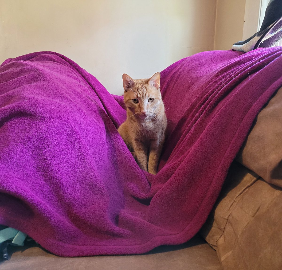 AjaxCheetto's tweet photo. So when my blanket fort is not up to Cheetto's standards, he let's me know. #destroyedit #notgoodenough #doitagain #CatsOfTwitter https://t.co/oB62u7b8q1