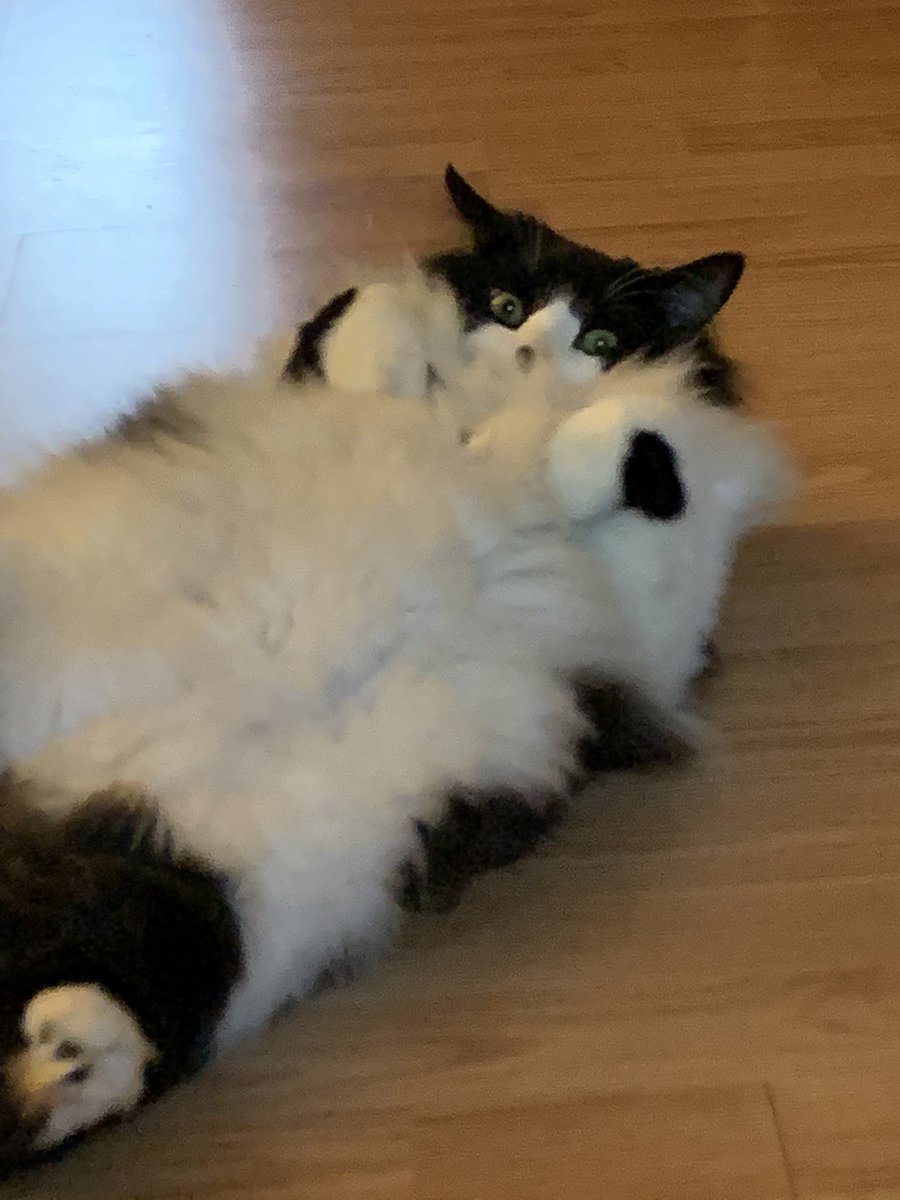 RC_EARL's tweet photo. @fluffybasil @Cleo_sMommy @BloomNight2 @Tonithecat32 @vroberts9 @sharon_cantley @JoyOfCats @Betty_Boo_Kat @AngusMcPussPuss @VitCza @LittleMaineCoon @carolineCMCE @1gingerbeauty @DonnaLeeThomps8 Sending my BIGGEST. SOFTEST paw hugs #otrb to #missingbasilalways #ripbasil on this #jellybellyfriday
๐พ๐๐พ Love to all our friends ๐ & here, Earl. https://t.co/O3FBNPll1g