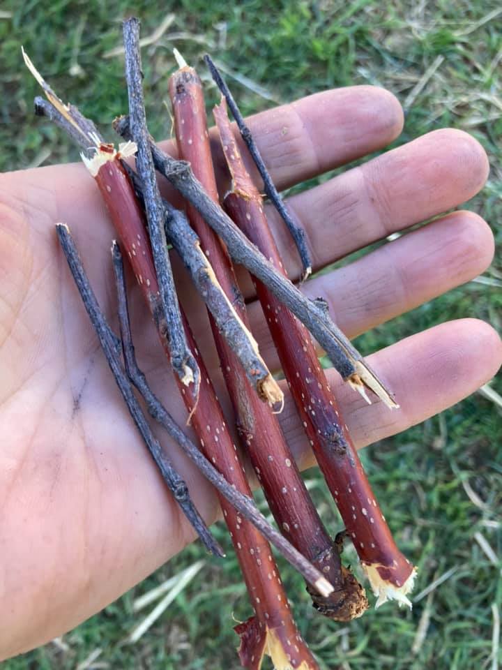 LesleyPohl's tweet photo. Premium heritage lumber seeds! #nongmo and #alberta bred! 9,999 seeds in stock. $41 per seed, I know what I’ve got. #plant21 #westcdnag https://t.co/O5Of3SWBZi