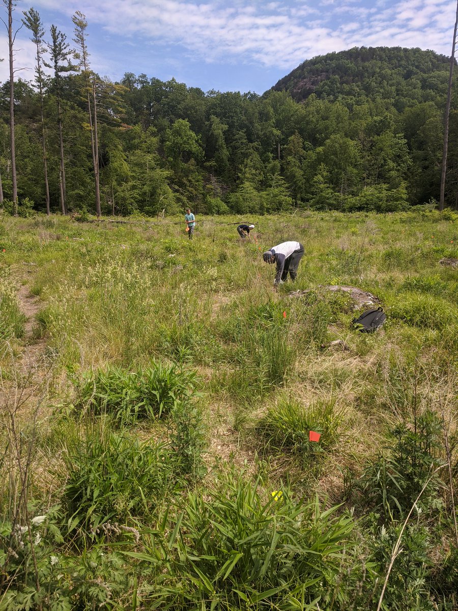 DocLaw21's tweet photo. Beautiful day for fieldwork. Setting up our bee bowls. #QUIPRS https://t.co/jihPqGpIZQ