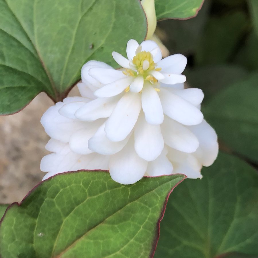 ドクダミの花言葉は怖い 白い記憶 自己犠牲の意味は 名前の由来や誕生花の日にち 八重咲き 五色ドクダミの花言葉も Minimemo