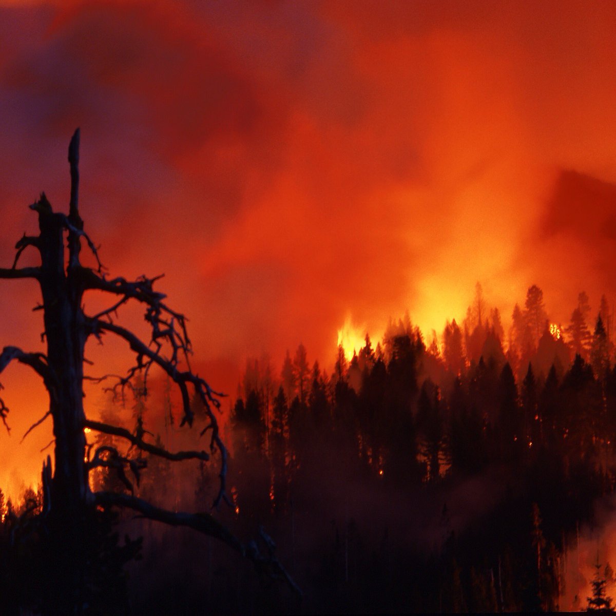 While working on the yard this #MemorialDay #weekend, why not take care of some #Firewise stuff too? Trim back tree branches &amp; move wood piles away from your house &amp; trim bushes. It might be the difference between safety &amp; tragedy this summer.