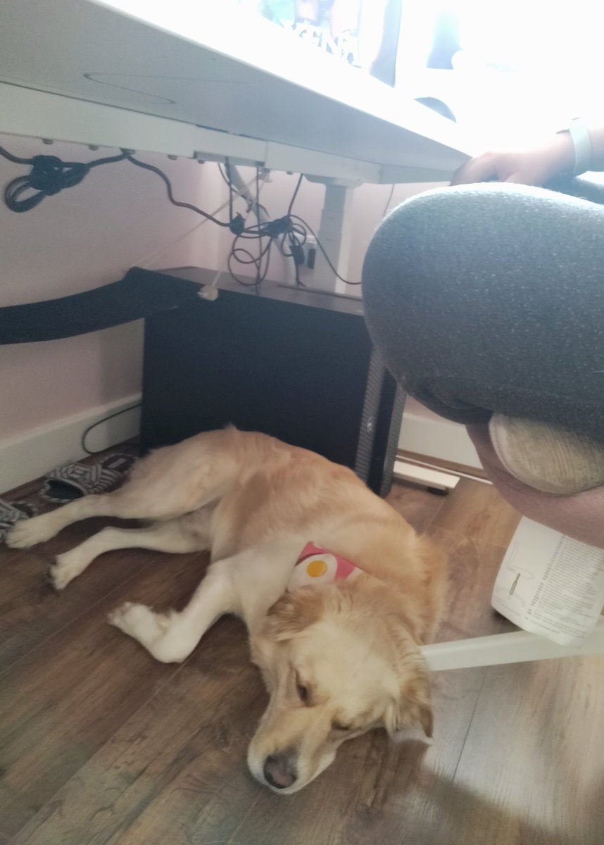 darthtelle's tweet photo. Made the mistake of using my desk hammock. Now I can't put my feet on the floor.
It's a good job he's cute. #RareDoggos #RareFromHome 😴 https://t.co/NEXL1bkFBW