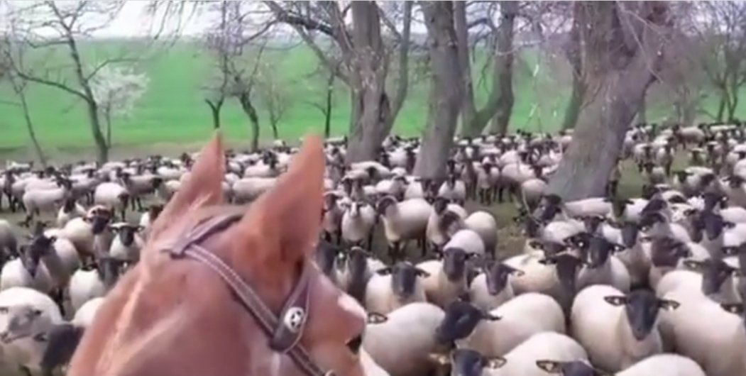 "Bir koyun sürüsünün kusursuz bir üyesi olmak için her şeyden önce koyun olmak gerekir." Albert Einsteın.                   #2023çokGeç