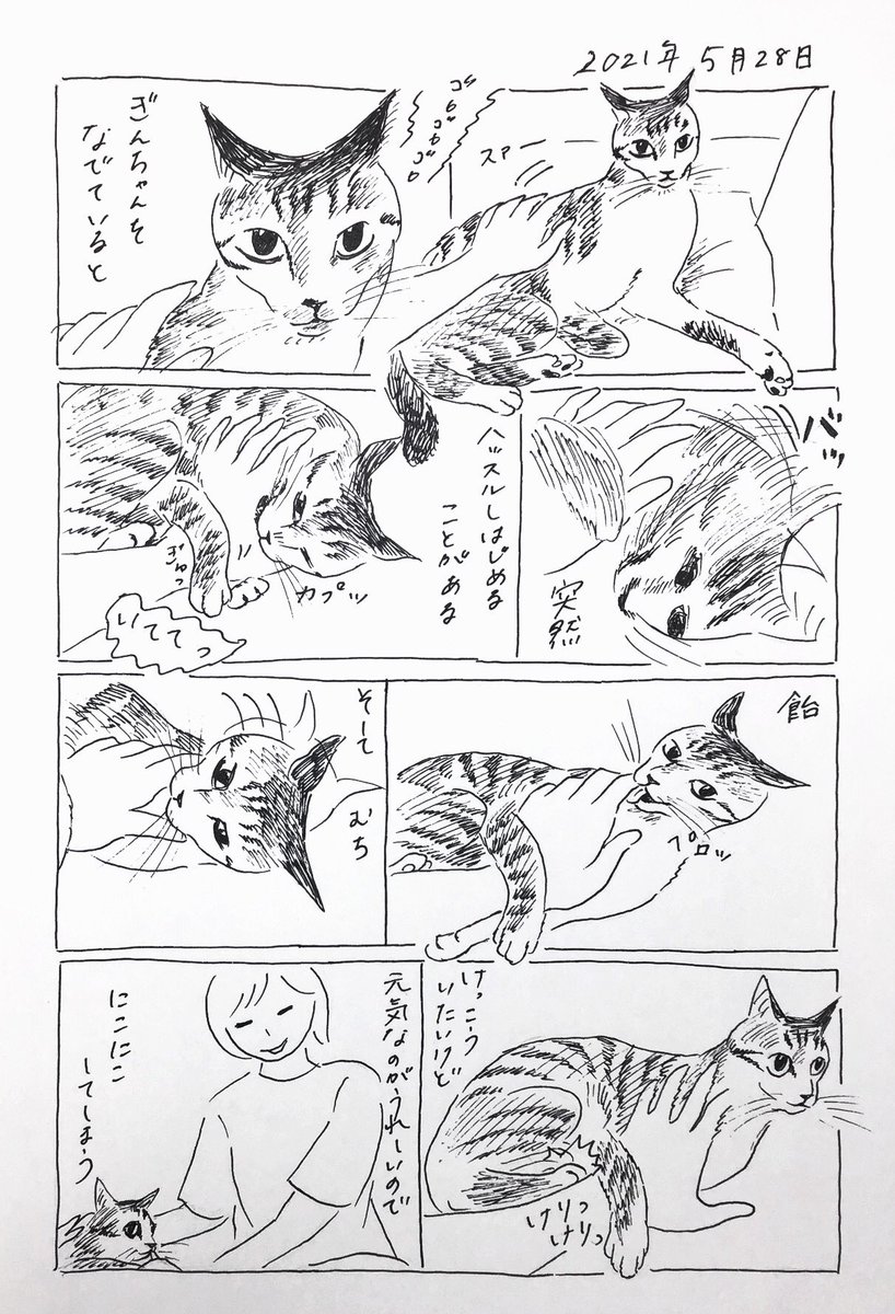 2021/5/28のぎんちゃん  #今日のぎんちゃん 