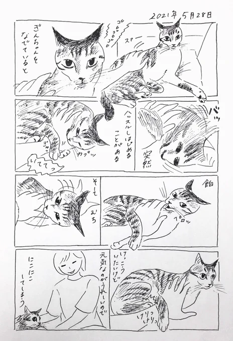 2021/5/28のぎんちゃん  #今日のぎんちゃん 