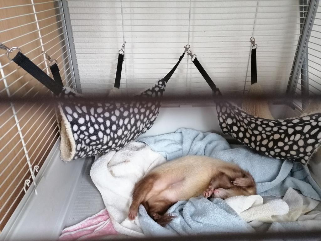 saphira_me's tweet photo. Afternoon nap... 😴😂 #ferrets #sleepy #cute #anothersoul https://t.co/cRKvEau6LR