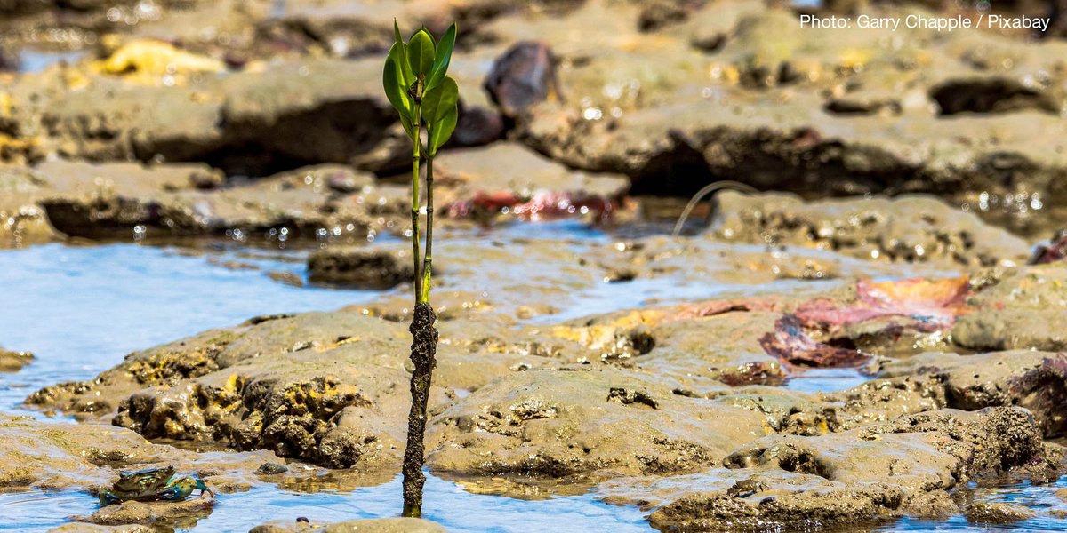 IUCN's tweet photo. Mangroves are one of the most important ecosystems on the planet providing protection from extreme weather, sustaining livelihoods and nourishing #biodiversity.

Learn more about IUCN's work to conserve these amazing ecosystems. https://t.co/xtwGIGE5xU @IUCN_forests #Mangroves https://t.co/gV8JgsqE4p