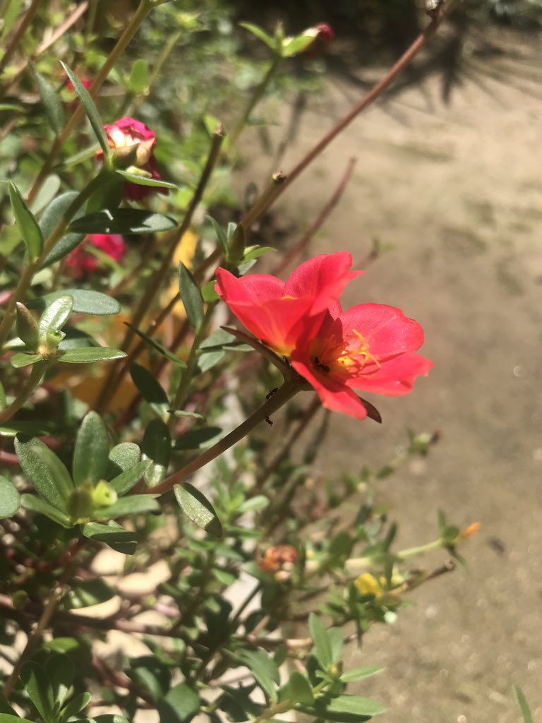 yulivama's tweet photo. Hoy es #ViernesDeFlores y estas bellezas se cruzaron en mi camino. @wonder_m_r https://t.co/kgOZ91NFmf