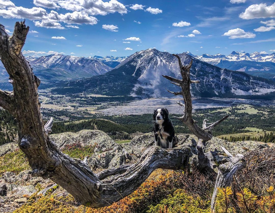 ExploreThePass's tweet photo. The WEEKEND is calling! Grab your gear and hit the Crowsnest, there is so much to explore - furry friends are welcome too! 

We love a good pup pic!
📸 https://t.co/y4nOuUEVnd 

#gocrowsnest #pupsinthepass #crowsnestpass #thepass https://t.co/KkX47um9Oz
