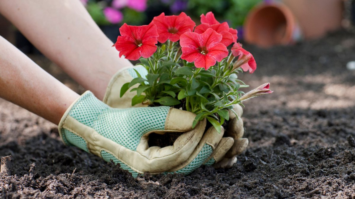 To prevent the risk of losses due to planting out, harden your summer bedding off by leaving them outside in their pots during the daytime, only bringing them in at night.