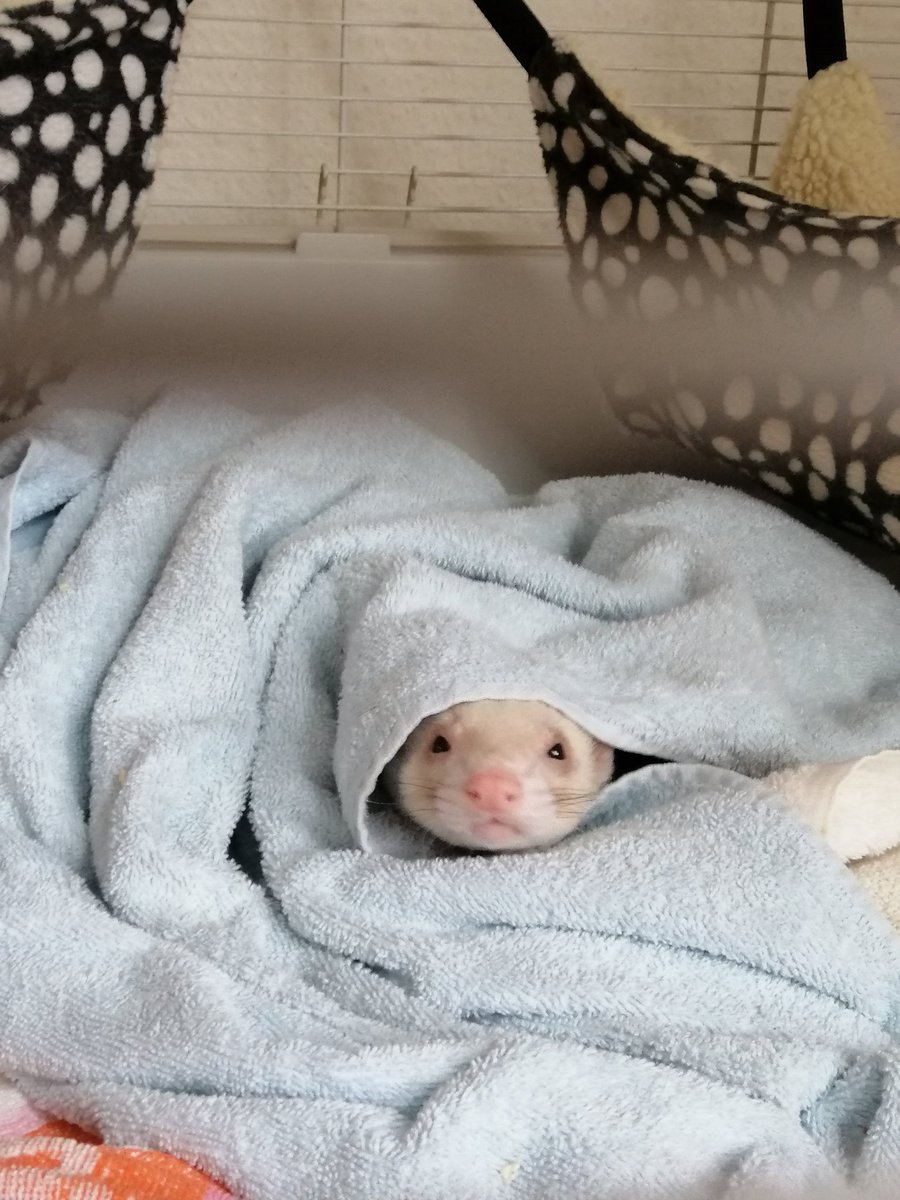 saphira_me's tweet photo. Afternoon nap... 😴😂 #ferrets #sleepy #cute #anothersoul https://t.co/cRKvEau6LR