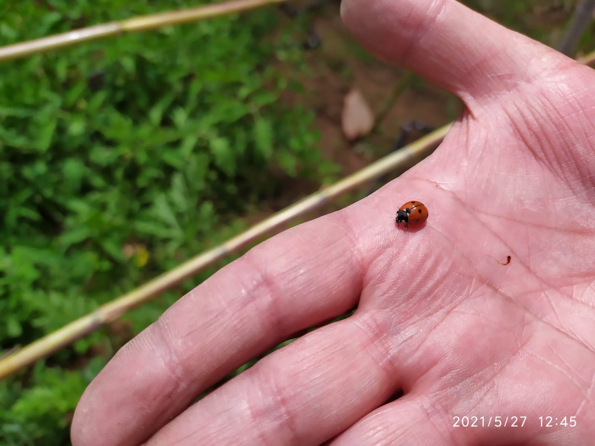 eps_san's tweet photo. Insectos beneficiosos para luchar contra las plagas... https://t.co/3IjZyeB1j3