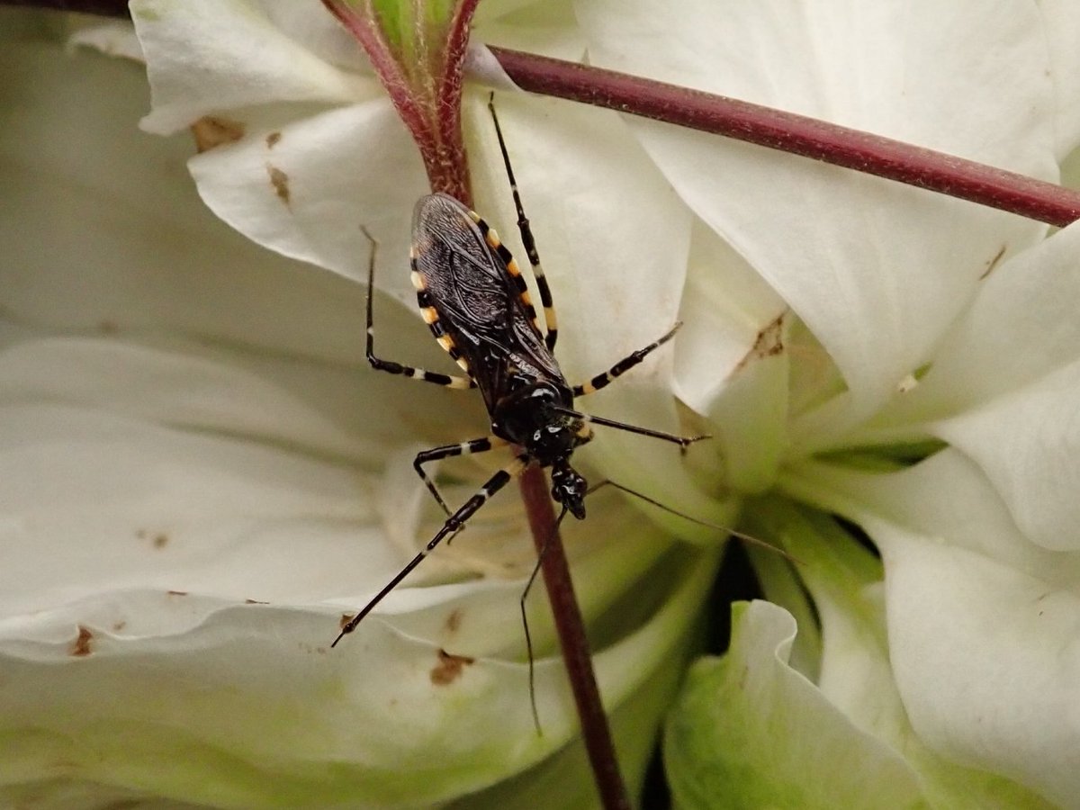 シマサシガメ
Sphedanolestes impressicollis (Stål, 1861)
2021/05/24

今年は庭にいっぱい幼虫が居たなあ。何で育ったんだろう？
#異翅 #サシガメ科 #シマサシガメ