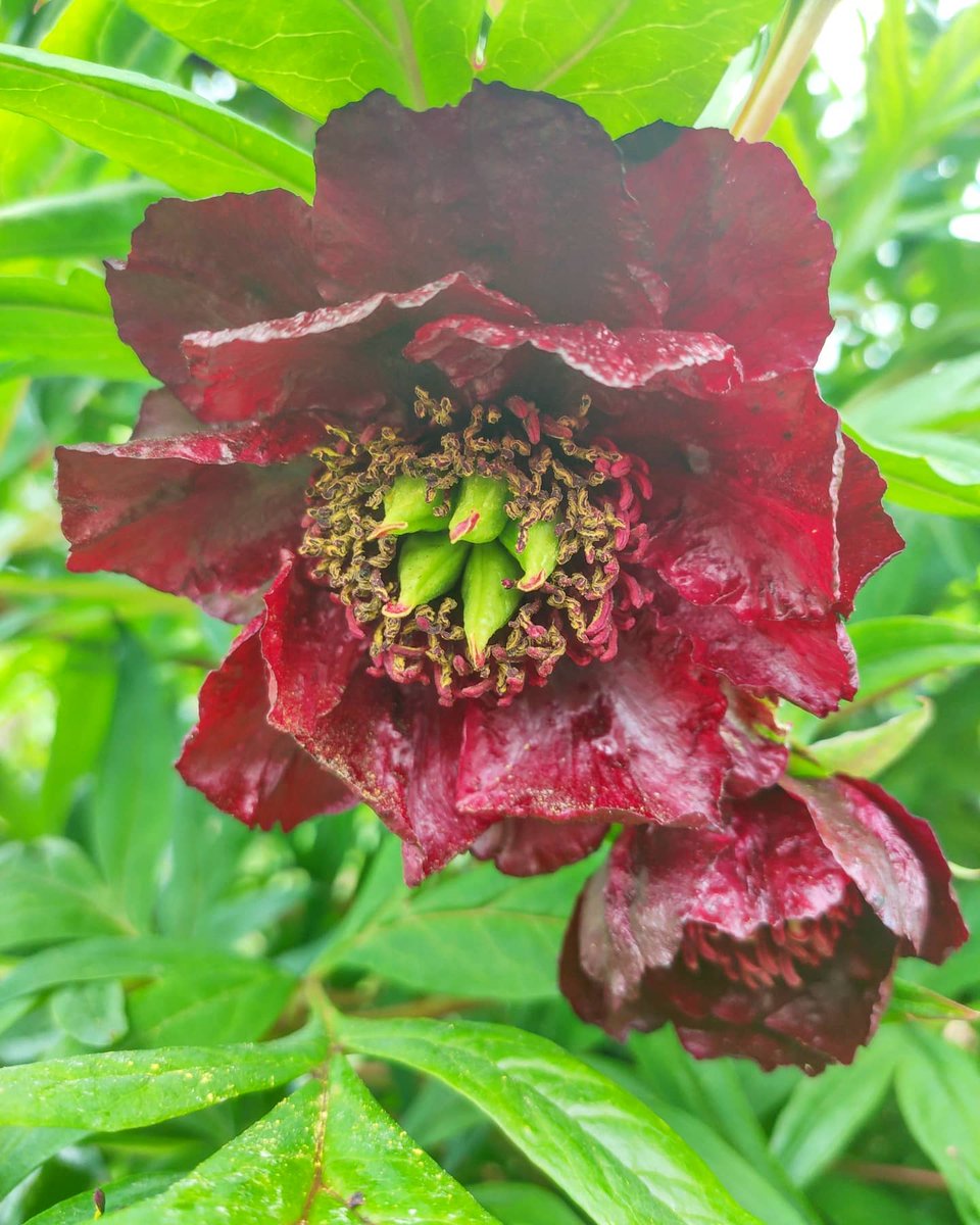 Paeonia delevayi, a super tree peony
#treepeony #paeoniadelevayi #gardening #DouentzaGarden #irishgardens #gardensofireland #wexfordgarden #Paeonia #peony