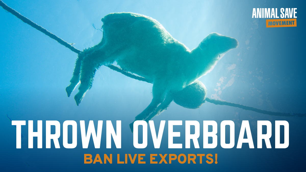 On June 14 we remember the 13,000 sheep who lost their lives at sea while exported on Trust1 ship. Long-distance transport causes unimaginable suffering to millions of animals. @EUAgri @EU_Health LISTEN to demands of your citizens #BanLiveExports