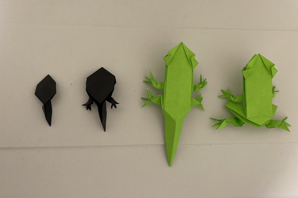 折り紙職人 フチモトムネジさんの 爬虫類 両生類 折り紙 より オタマジャクシが カエルになるまでの4変化を折りました 一番小さいのは7 5x7 5 で折りました 折り紙作品 オタマジャクシ オタマジャクシ足あり カエル尻尾あり カエル 折り紙職人 フチモトムネジさんの 爬虫類 両生類 折り紙 より オタマジャクシが カエルになるまでの4変化を折りました 一番小さいのは7 5x7 5 で折りました 折り紙作品 オタマジャクシ オタマジャクシ足あり カエル尻尾あり カエル