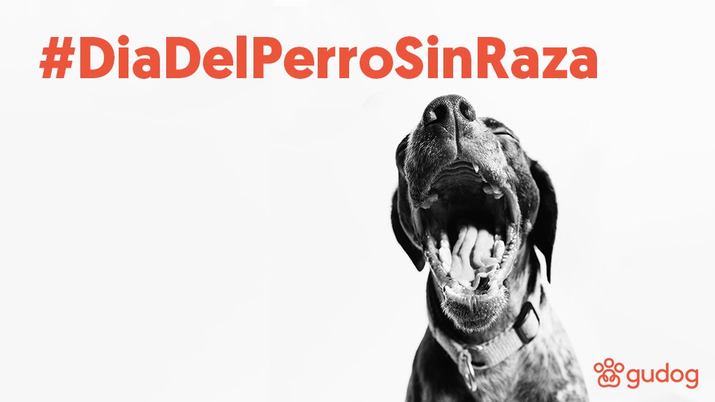 gudog_es tweet picture