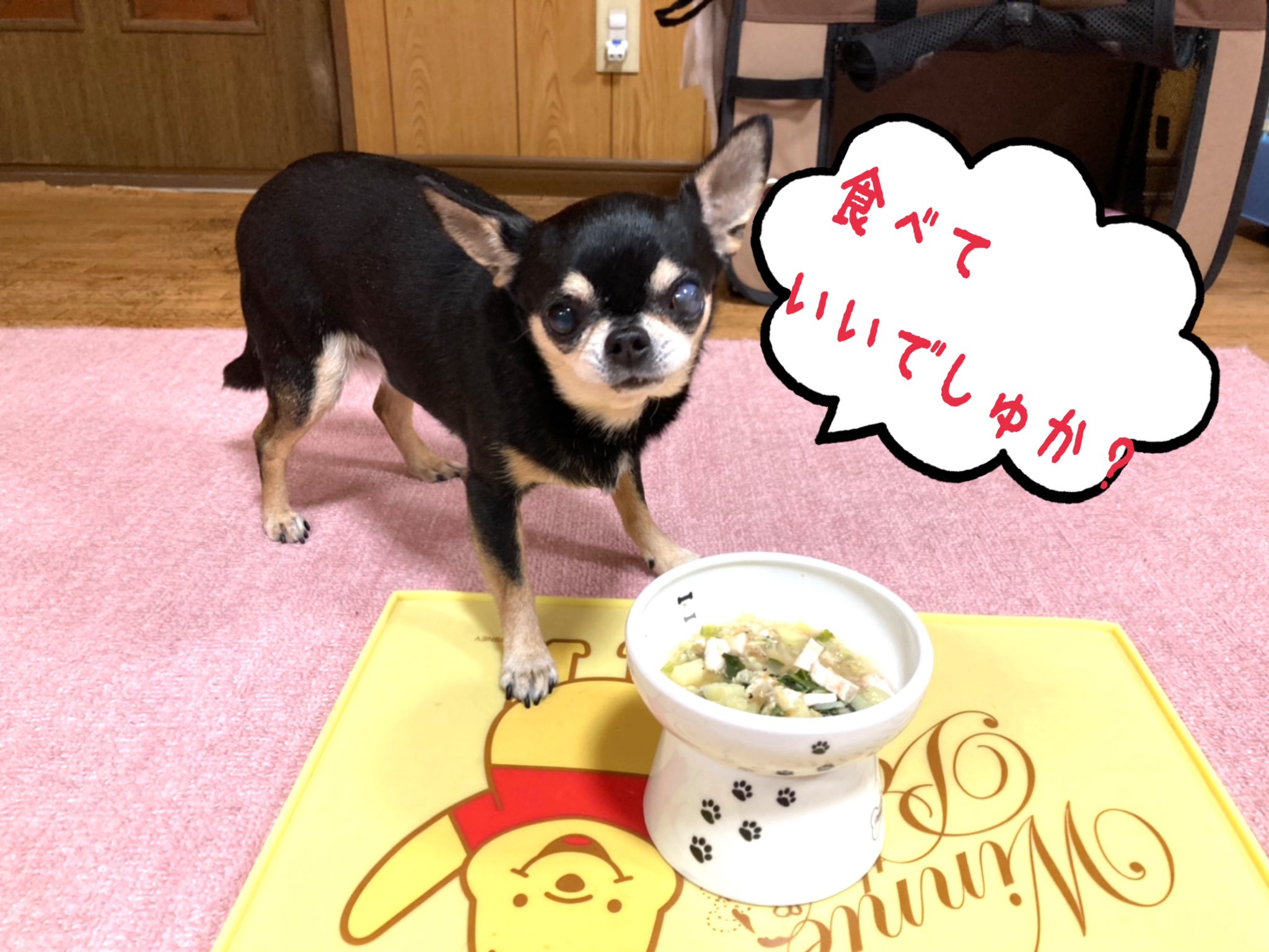 ハイジママ 高岡まちこ 犬ごはん 5 28こんやの犬ごはん 朝の残りスープと 無塩バター焼きした新ジャガイモ 茹でた そら豆 蒸し煮した鶏ささみ と一緒に すごくいい匂いで うららもフガフガ完食 スムースコートチワワ 犬ごはん 手作り犬