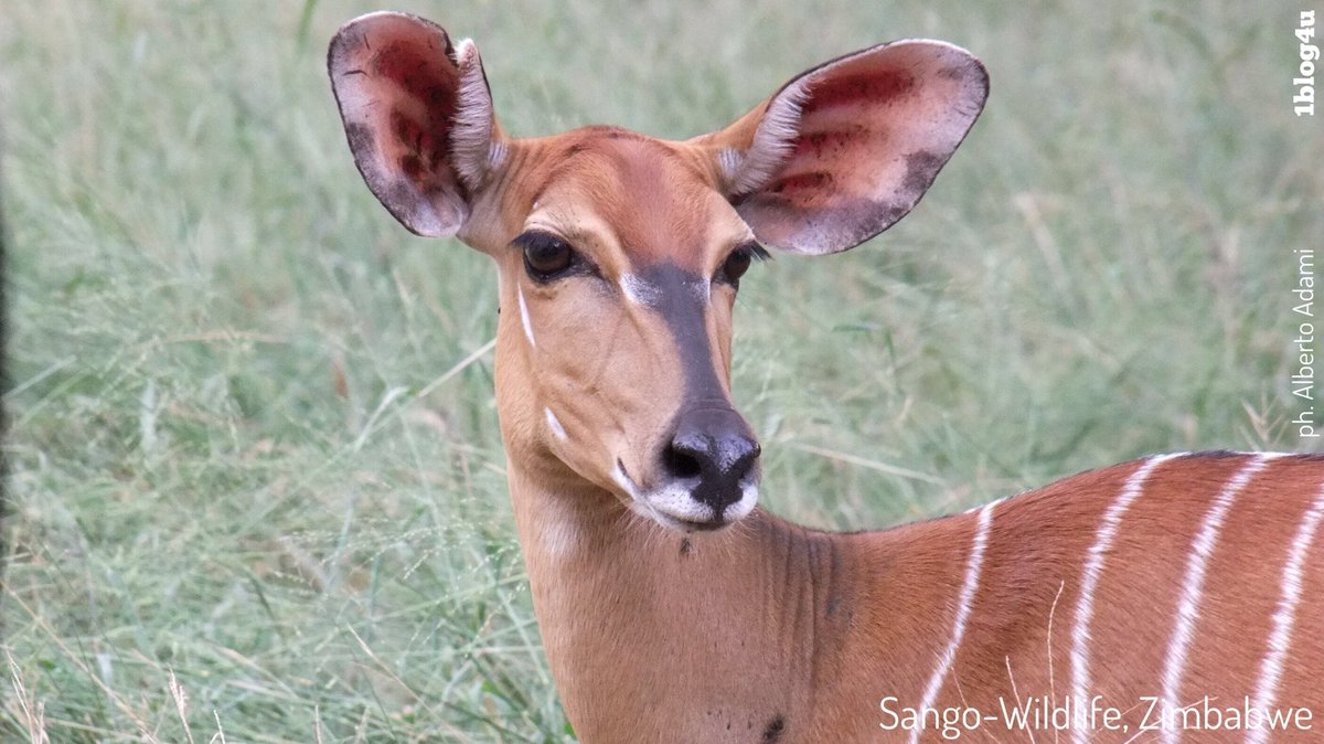 katalby's tweet photo. 💚SANGO Wildlife Lodge: award-winning luxury lodge in the wild of Zimbabwe. Untouched, beautiful and authentic
.
#SangoWildlifeLodge #wildlife #bunhunting #safari #AlbertoAdami #naturephotography #photography
.
#1blog4u #GabriellaRuggieri ➡️https://t.co/1KauelGaiF https://t.co/tKVvkr3ZeG