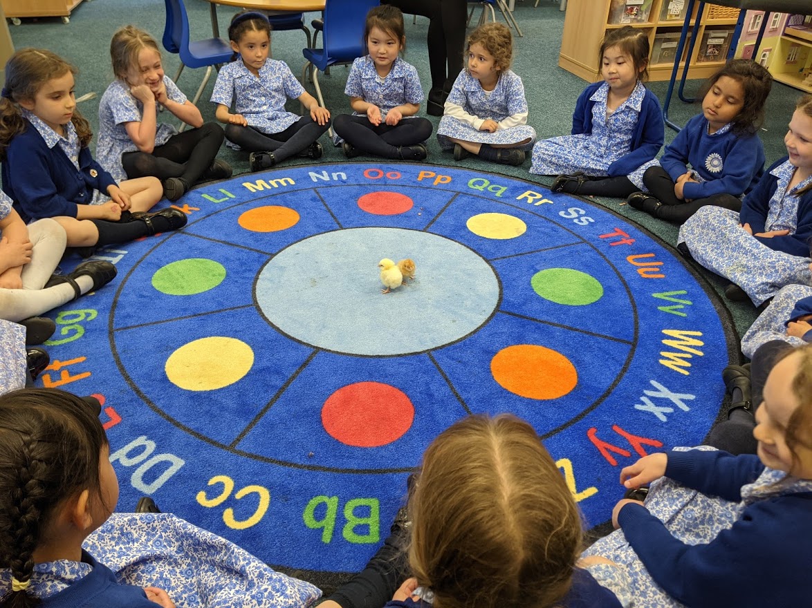 OHPSchool's tweet photo. The Reception girls loved watching the chicks grow over the last 10 days. We were sad to say goodbye to them on Wednesday as they went off to their new home in the Cotswolds. As part of our science learning we will now be creating a life cycle for a chick. #FutureScientists https://t.co/wqIJtykoyq